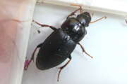 Thumbnail 438215 B