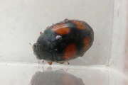 Thumbnail 438217 A
