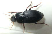 Thumbnail 438218 B