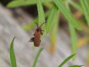 Thumbnail 438305 B