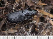 Thumbnail 438317 B