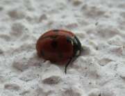 Thumbnail 438345 B