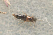 Thumbnail 438428 B