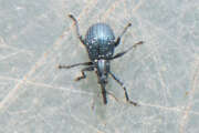Thumbnail 438440 B