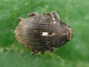 Thumbnail 438502 B