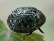 Thumbnail 438503 A