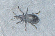 Thumbnail 438520 B