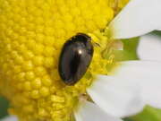 Thumbnail 438606 B