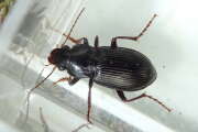 Thumbnail 438802 A
