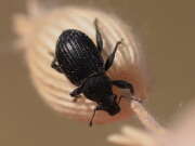 Thumbnail 438814 A