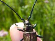 Thumbnail 438942 B