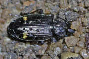 Thumbnail 438949 B