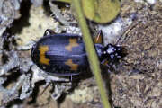 Thumbnail 438950 B