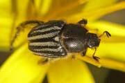Thumbnail 438952 A