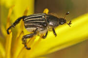 Thumbnail 438952 B