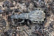 Thumbnail 438954 B