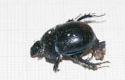 Thumbnail 438964 B