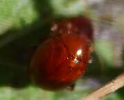 Thumbnail 439031 B