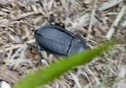 Thumbnail 439033 A