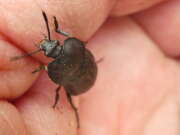 Thumbnail 439033 B
