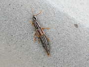 Thumbnail 439059 B