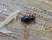 Thumbnail 439107 B