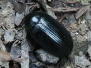 Thumbnail 439124 B