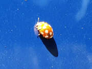 Thumbnail 439139 B