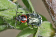 Thumbnail 439148 B