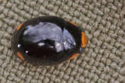 Thumbnail 439149 B