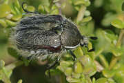 Thumbnail 439158 B