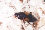 Thumbnail 439170 B