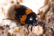 Thumbnail 439172 B