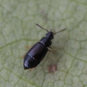 Thumbnail 439191 B