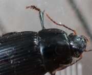 Thumbnail 439204 A