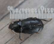 Thumbnail 439204 B