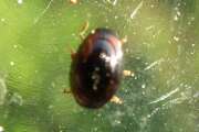 Thumbnail 439208 B