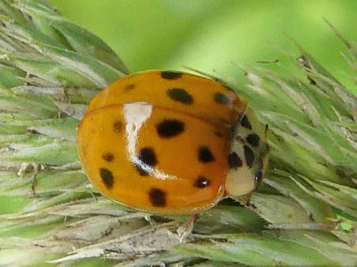 Userfoto