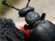 Thumbnail 60010 B