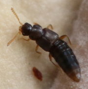 Thumbnail 60370 A