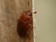 Thumbnail 60855 B