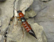 Thumbnail 60869 B