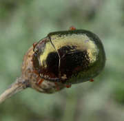 Thumbnail 60874 A