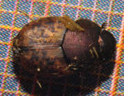 Thumbnail 60935