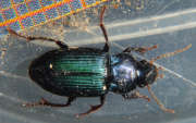 Thumbnail 60954 A