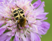 Thumbnail 61029