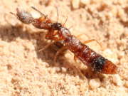 Thumbnail 61038 B