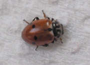 Thumbnail 61181 A