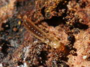 Thumbnail 61322 A