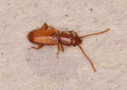 Thumbnail 61579 B